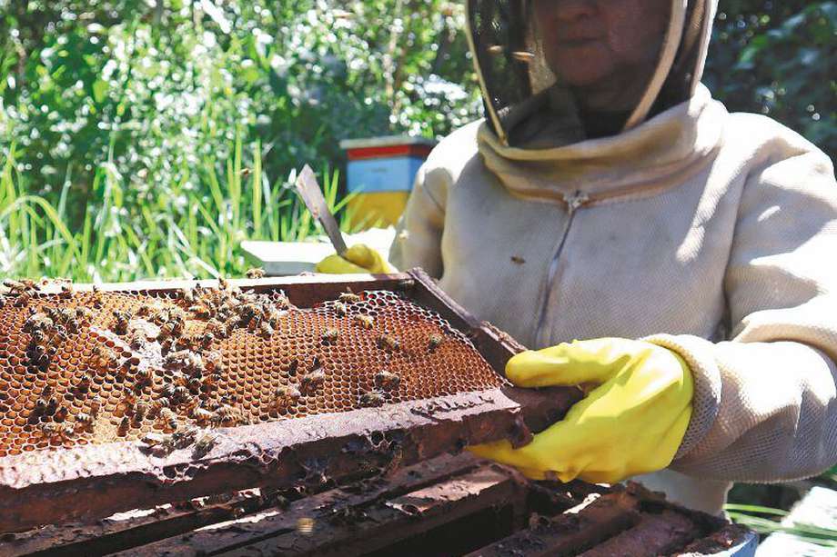 Un tercio de la producción mundial de alimentos depende de las abejas. / CAS