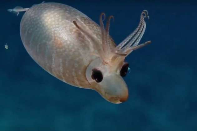 Un calamar lechón, ‘cazado’ a unos 1.500 metros de profundidad