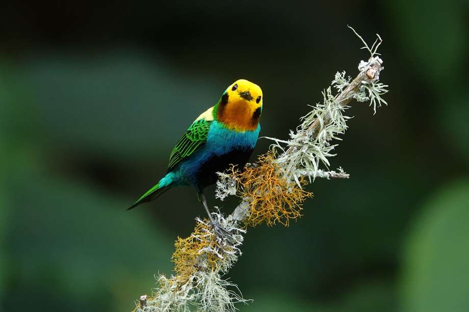 La tangara o tángara multicolor es una especie de ave paseriforme de la familia Thraupidae, perteneciente al género Chlorochrysa. Es endémica de Colombia.