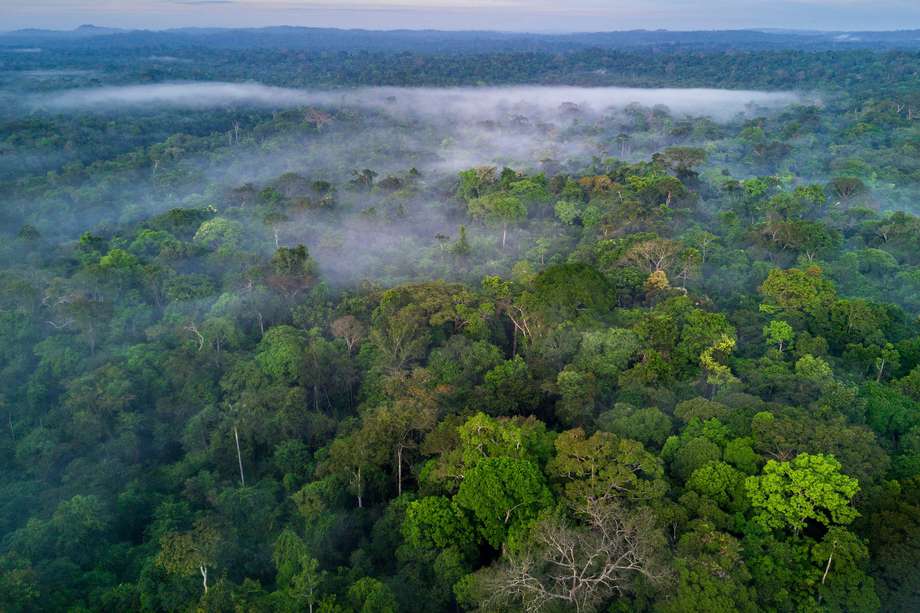 Defender la selva amazónica, un ecosistema clave para la regulación del clima y el principal reservorio global de carbono, se ha convertido en una actividad de alto riesgo. 