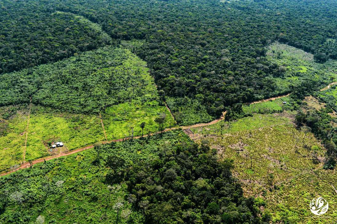 Según las cifras del Ideam y del Ministerio de Ambiente, Guaviare es el segundo departamento de la Amazonía más deforestado de Colombia. Pese a que hay una sentencia de hace dos años que le ordenó al Estado colombiano a reducir esa situación.