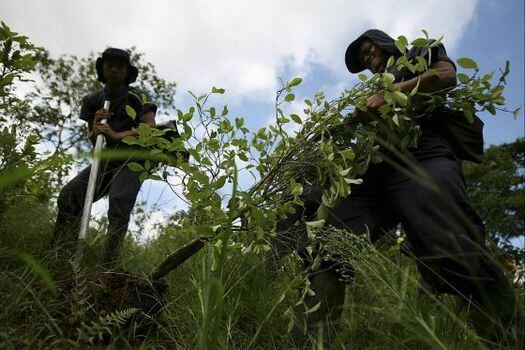 En Tumaco arranca plan piloto de la nueva política de lucha contra cultivos ilícitos