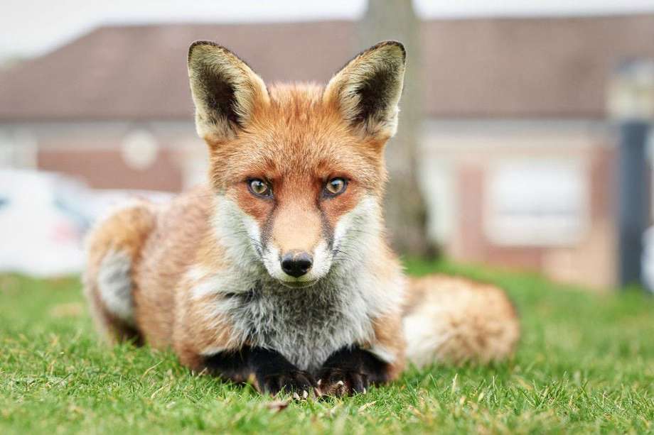 son zorros mascotas como perros