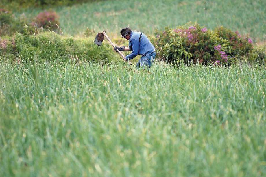 La reforma agraria busca poner al campo en el centro de la producción nacional. / Mauricio Alvarado - El Espectador