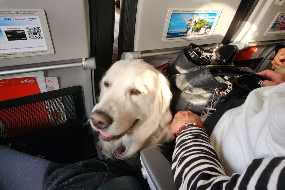 Avianca anunció recientemente cambios en sus reglas para viajar con mascotas de soporte emocional.