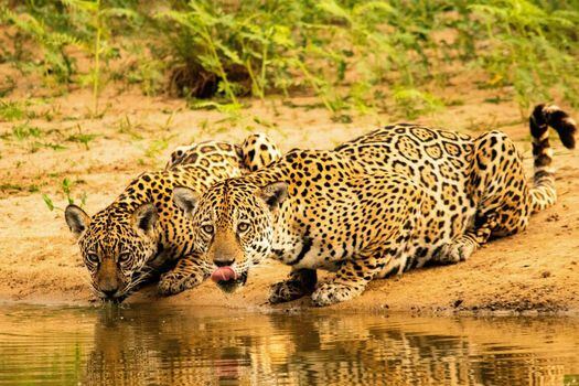 El jaguar habita 18 países del continente americano. / Carlos Eduardo Fragoso - WWF Brasil.