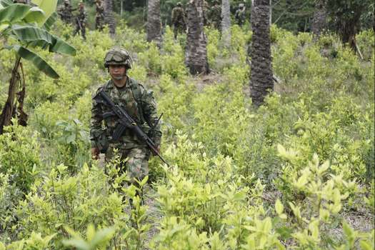 Miembros del Ejército ejercen labores de erradicación de arbustos  de coca en zona rural de Tumaco.  / Germán Gómez