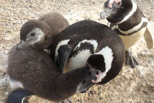 Los equipos de la Universidad de Washington han estado estudiando a los pingüinos de Magallanes desde 1982.