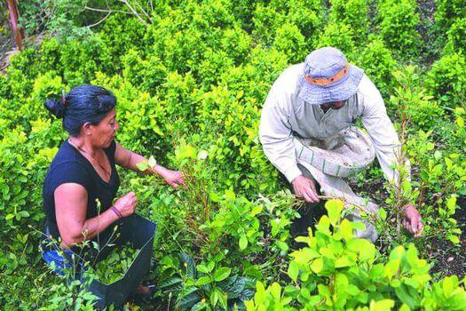 El cultivo de coca es para muchas comunidades campesinas en Colombia el único ingreso económico. 
 / Archivo El Espectador
