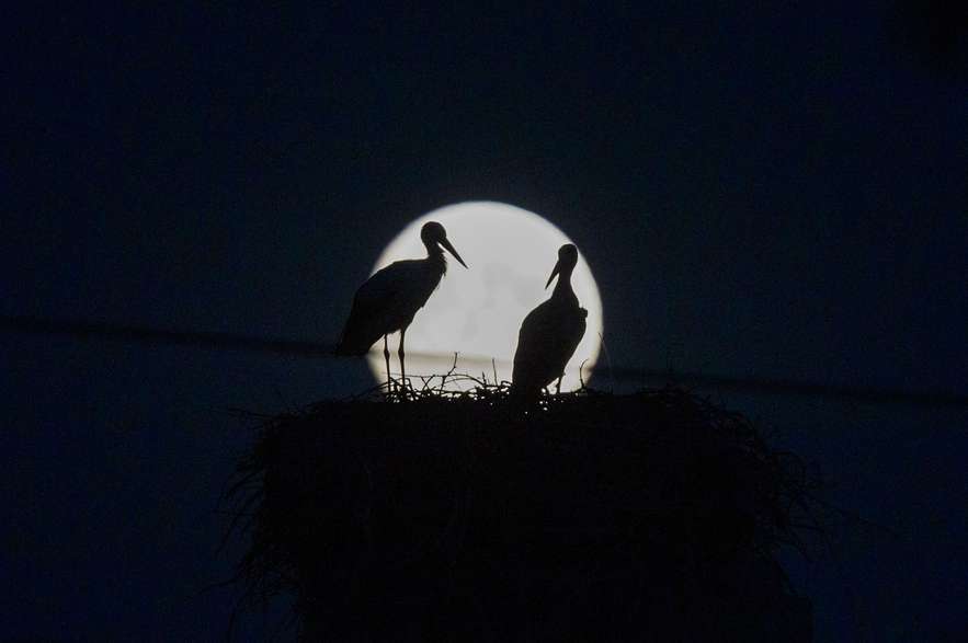 La Luna con dos cigüeñas desde las afueras de Zaragoza, España. El 30 de agosto también habrá una "superluna".