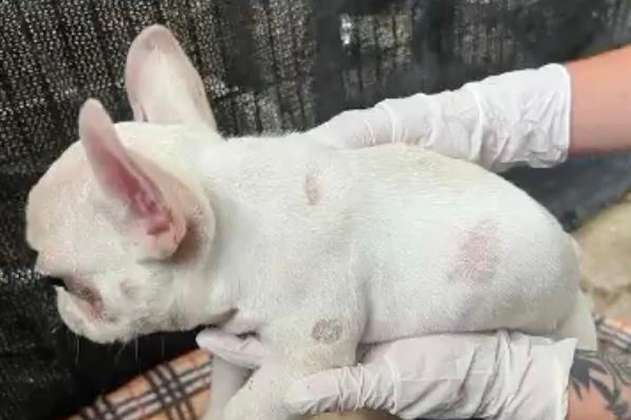 Rescatan de un criadero ilegal a 16 perros que se encontraban en malas condiciones