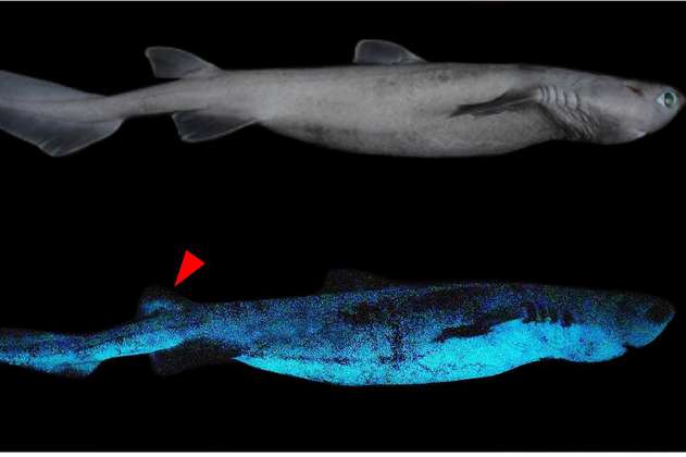 Encuentran el tiburón luminoso más grande del mundo