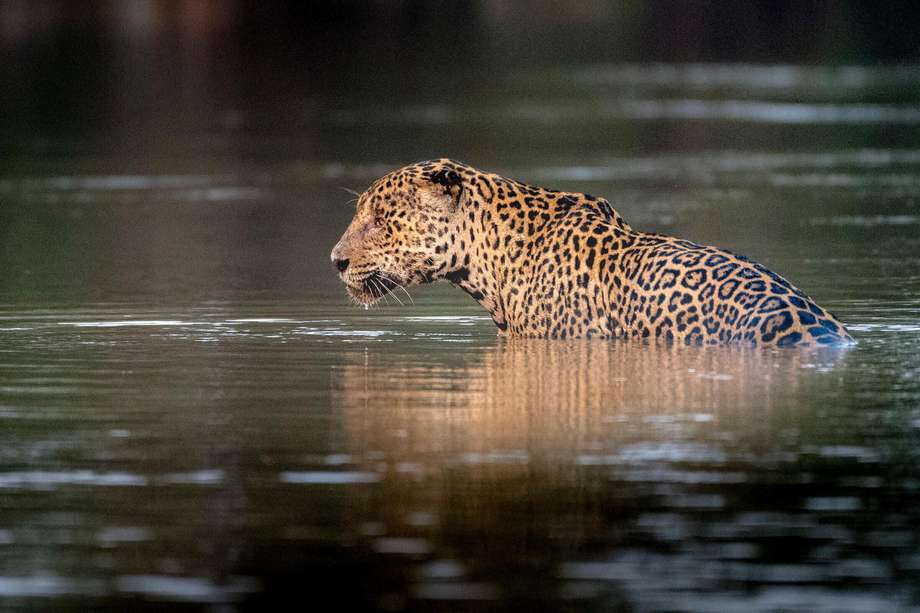 Un jaguar pesa entre 45 y 120 kg. y, vive entre 10 a 12 años. Su mordida es considerada una de las más fuertes entre los grandes felinos. Además, en su dieta se han identificado más de 22 especies de mamíferos, aves, reptiles y peces.