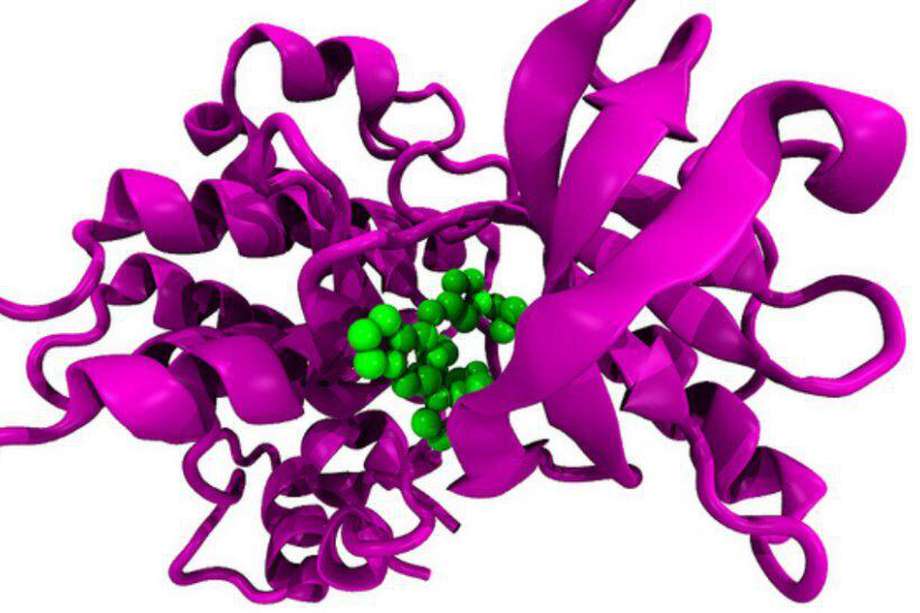 El receptor para el factor de crecimiento insulínico tipo 1 es uno de los 100.000 tipos de proteínas de nuestro cuerpo.  / Flickr / Enzymlogic