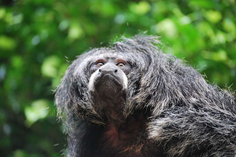 El Atlas confirma que Colombia es el tercer país en Latinoamérica con la mayor diversidad de primates después de Brasil y Perú. / Foto: Javier García-Villaba