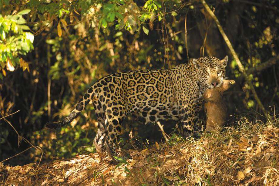  El jaguar es el depredador más representativo de la Amazonia. / Getty Images