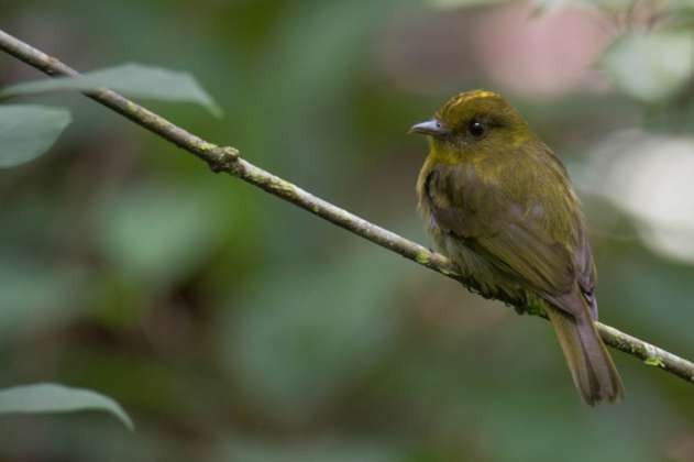 Expedición registra 30 especies de aves que no se habían documentado en el Alto Sinú