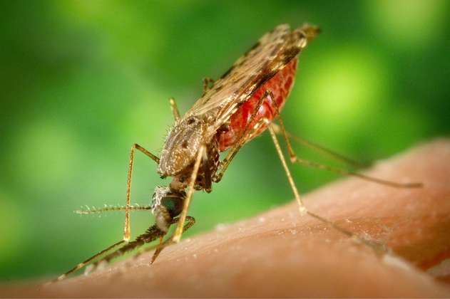 Se detecta resistencia al principal fármaco contra malaria en África