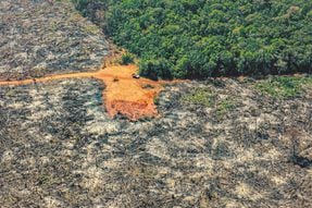 Amazonia: la deforestación se mueve al ritmo que marque la disidencia del EMC