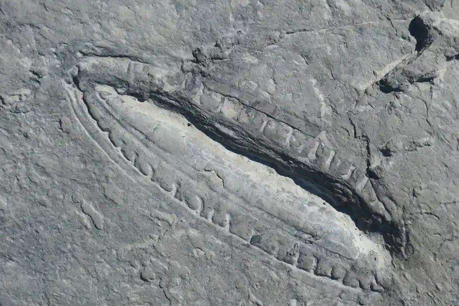 Este es el fósil de Kimberella que fue estudiado por los investigadores.