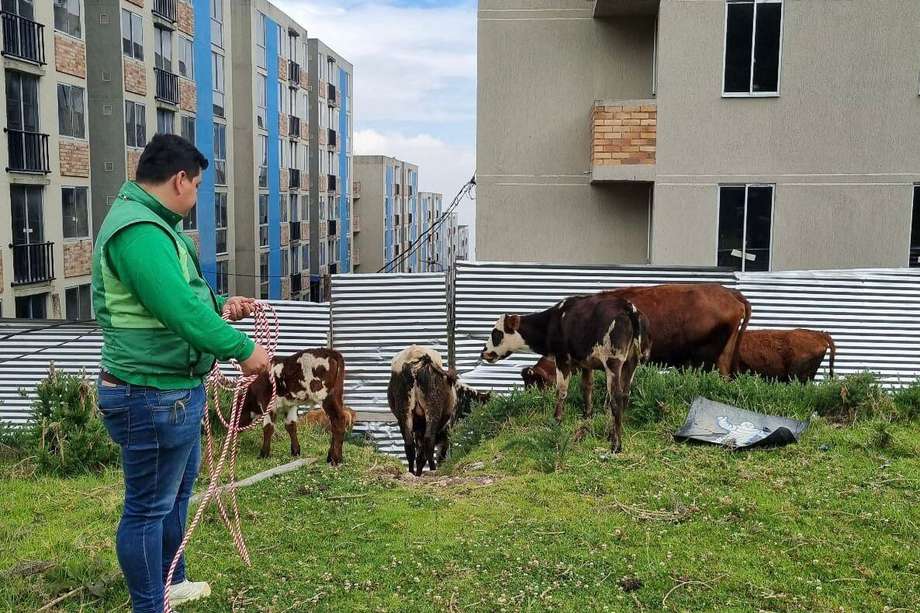Los bovinos fueron trasladados a un hogar de paso en el sur occidente de Bogotá.