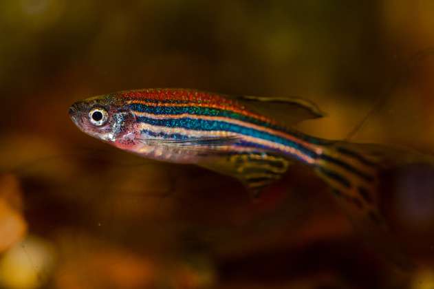 Los peces perdidos encuentran el rumbo gracias a su “cerebro ancestral”