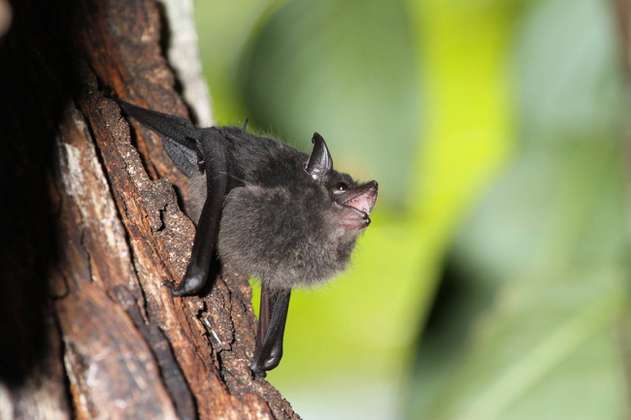 Las crías de murciélago balbucean de forma similar a los bebés humanos