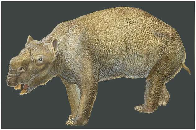 Este sería el marsupial más grande jamás descubierto