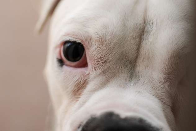 Perros albinos: características y cuidados de estas mascotas