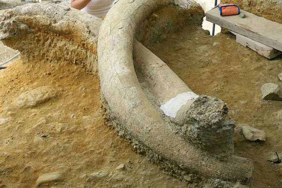 Esta imagen corresponde a otros restos de un mamut hallado en Centroamérica.