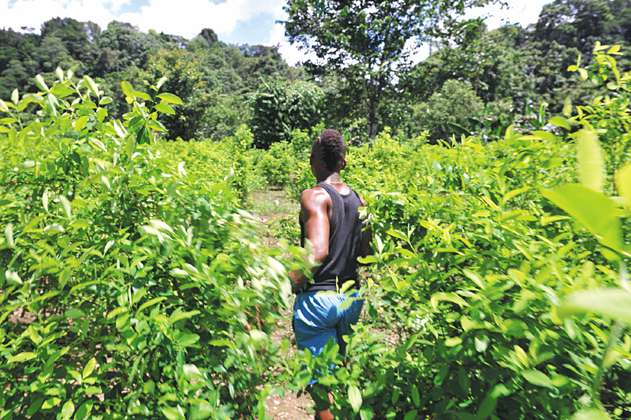 Restitución de tierras en Tumaco, una odisea a paso lento