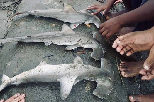 Pesca de tiburones en el Golfo de Tribugá. Los manglares cumplen un rol vital en los medios de vida de las comunidades, dice investigadora líder de estudio que muestra los beneficios del área protegida. / Fundación Talking Oceans