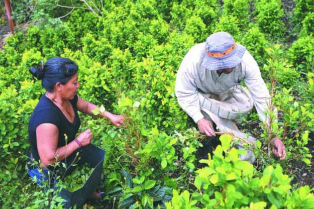 Los impactos de ser mujer y cultivadora de coca en el Catatumbo y sur de Bolívar 