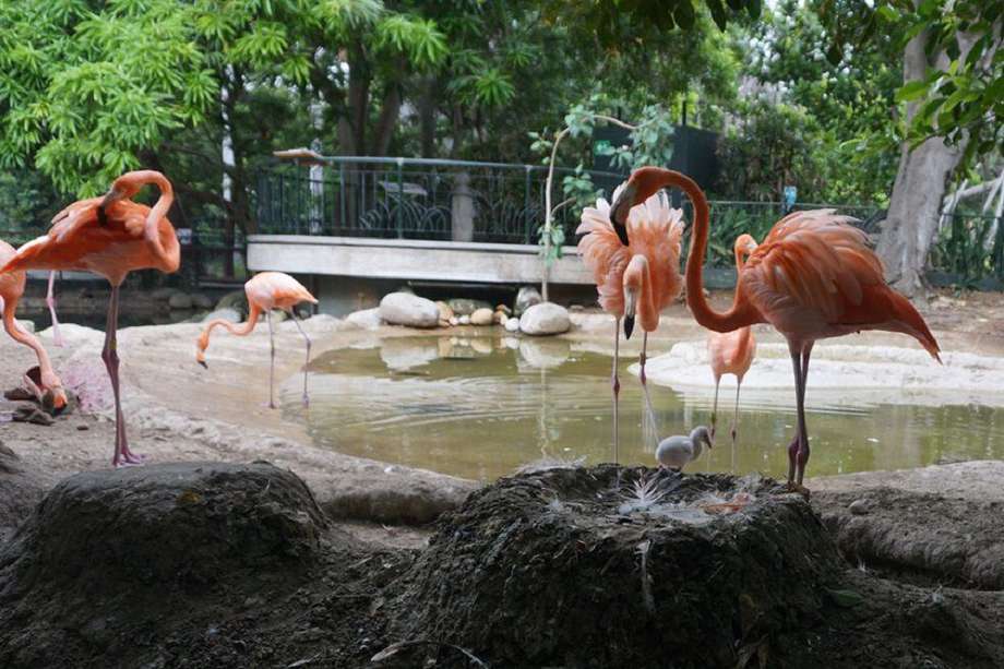 Un polluelo de flamenco caribeño nació en agosto en el Zoológico de Barranquilla.