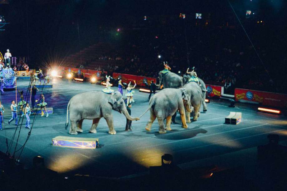 En España, los circos dejarán de usar animales silvestres en cautividad en sus espectáculos. 