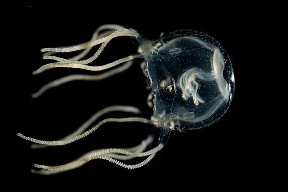 La medusa Tripedalia cistophora puede aprender a asociar una señal visual particular con una sensación de golpe.
