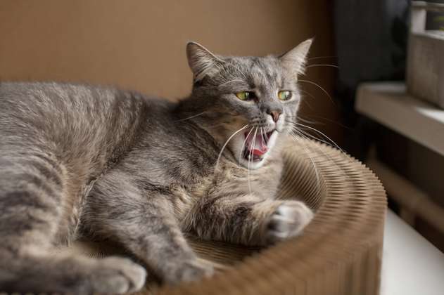 ¿Por qué los gatos bufan o gruñen a sus dueños?