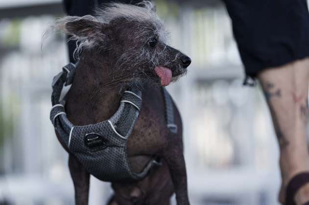 Este es Scooter, la mascota que se ganó el título del “perro más feo del mundo”