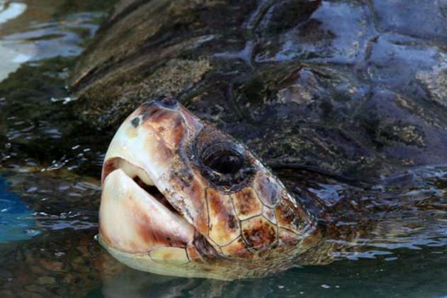 Las tortugas marinas son las mayores víctimas del derrame de petróleo en Brasil