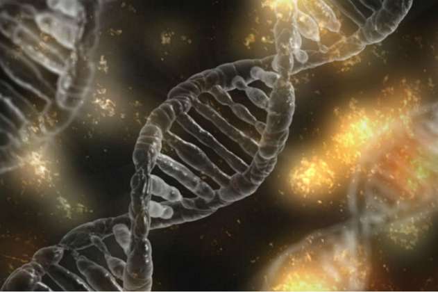 Piezas de ADN "basura" serían interruptores que activan y desactivan genes