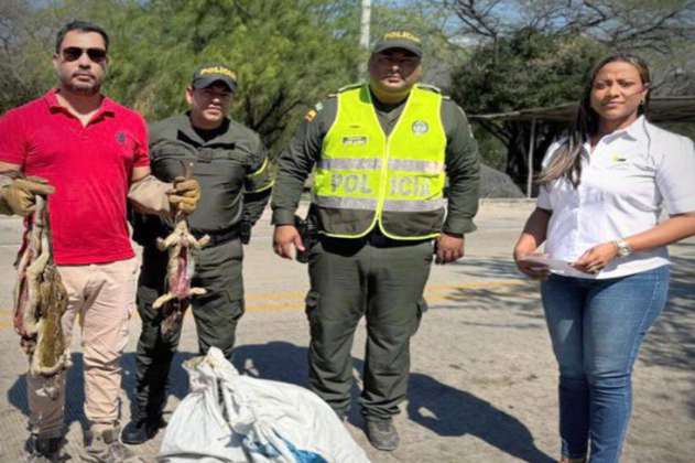 Policía decomisa setenta iguanas verdes que fueron sacrificadas en La Guajira