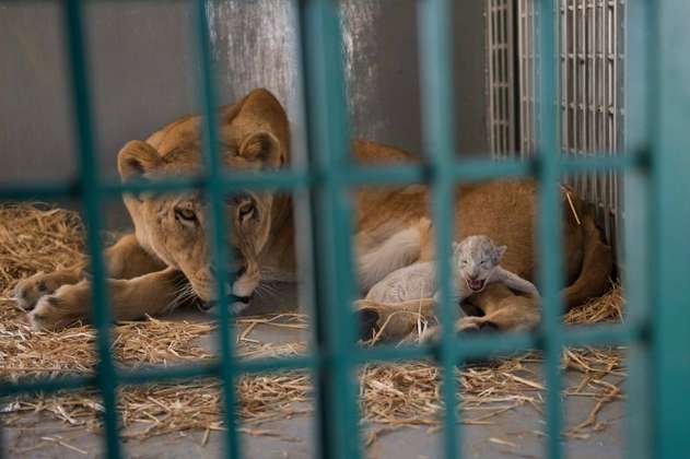 Leona rescatada de un zoológico sirio da a luz en Jordania