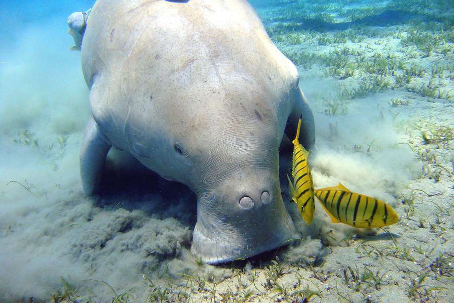 Declaran al dugongo extinto en China.