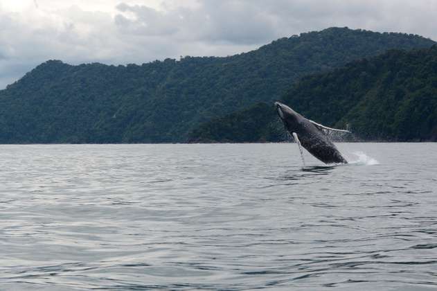 Empiezan a llegar las ballenas jorobadas al Pacífico colombiano 