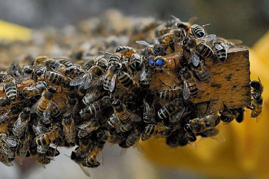 En el mundo hay más especies de abejas que de aves y mamíferos combinados.