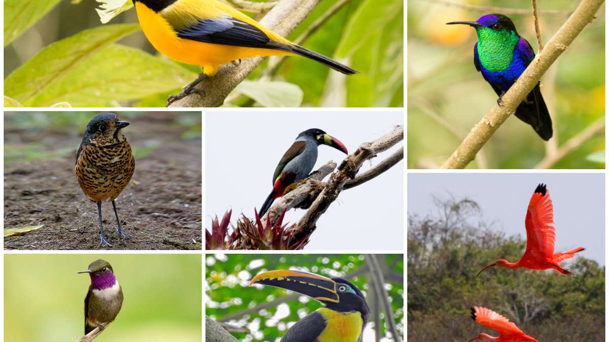 Avistamiento de aves en parques naturales