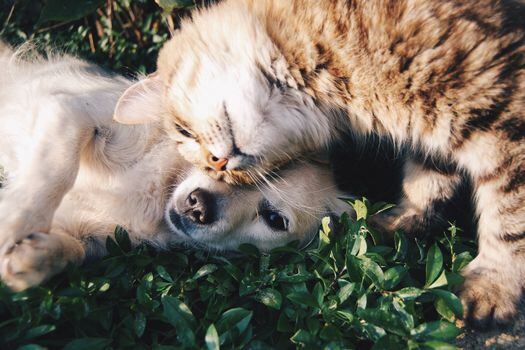 Los perros y gatos pueden presentar enfermedades neurológicas que afectan al cerebro.