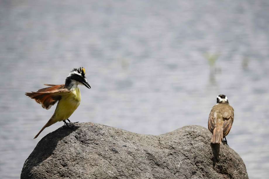 Fotografía de dos pájaros conocidos como 'pecho amarillo', en el parque La Sabana, en San José (Costa Rica).
