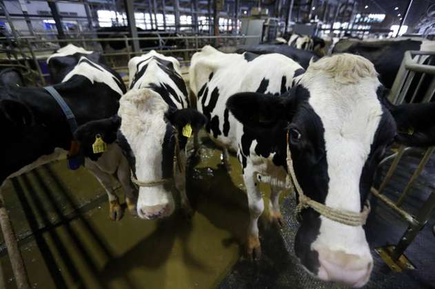 Norma para exportación de leche preocupa a productores