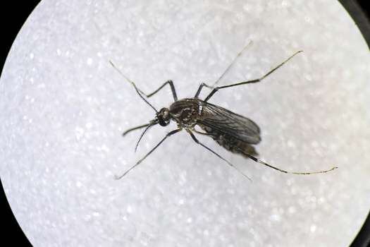 El dengue es transmitido por el mosquito "Aedes Aegypti".
